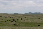 Bison, Custer State Park, SD